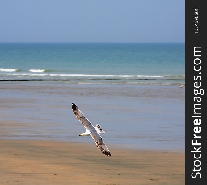 The white seagull flies over a beach. The white seagull flies over a beach