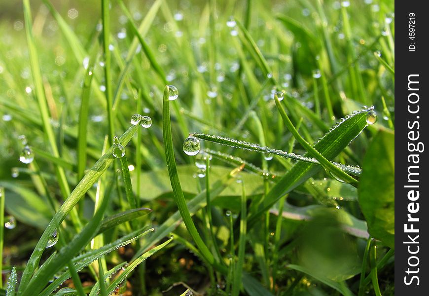 Transparent drops of dew on a green grass