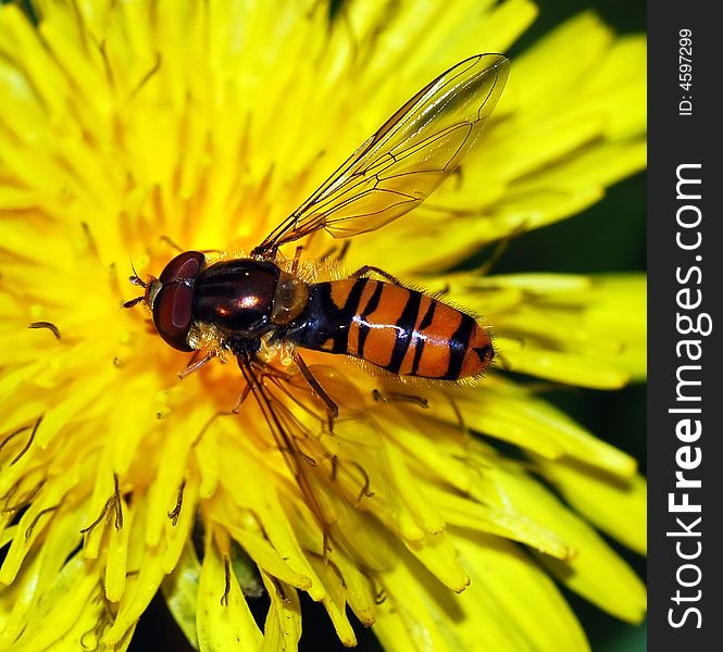 Bee on dandelion