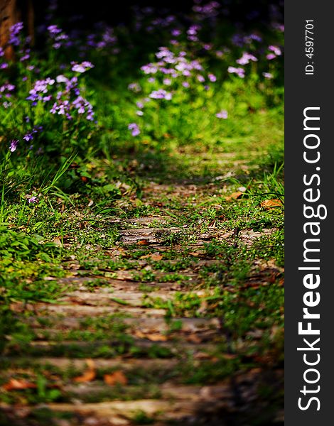 A aged path in the forest. A aged path in the forest.