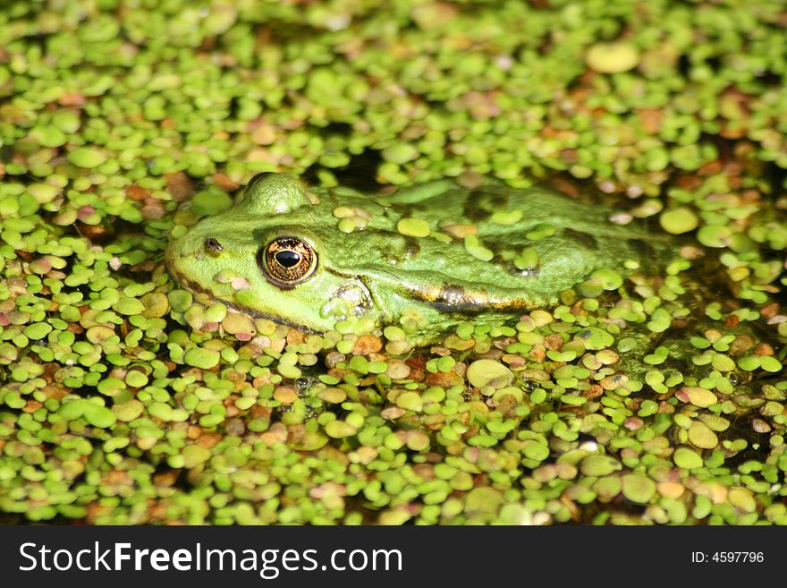 A green frog  waiting for some insects