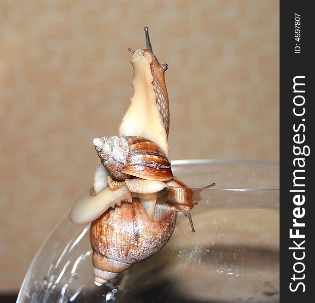 Two wet snails on the aquarium, big and small. Close up