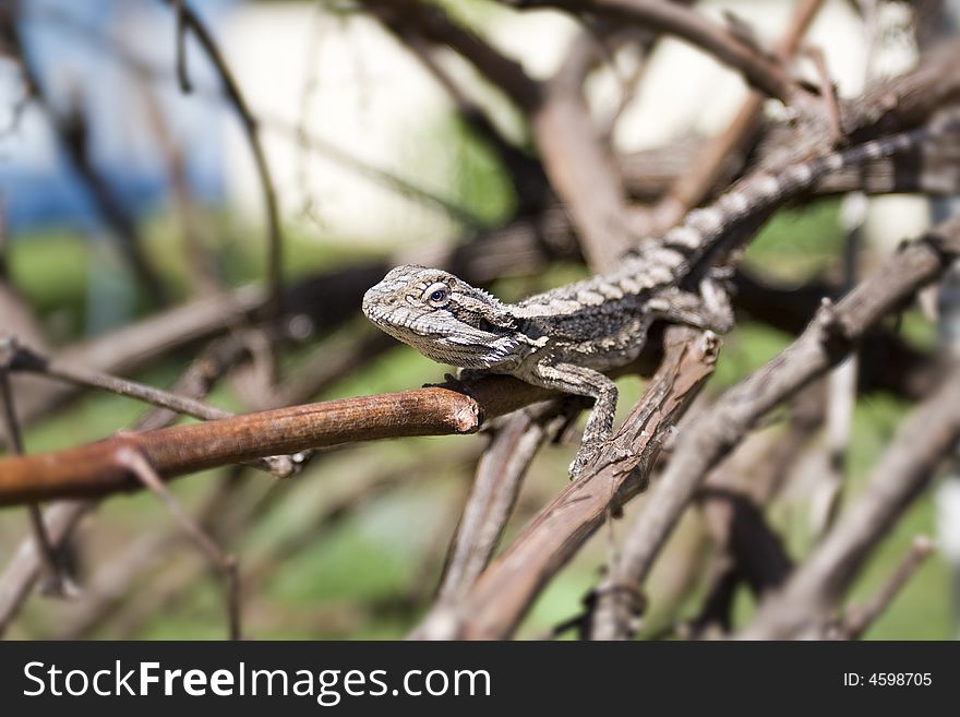 Baby australian Bearded Dragon Lizard, scientific name is Pogona Barbata