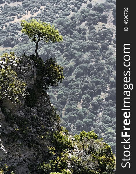 Tree at the slope in Andalusia, route white villages