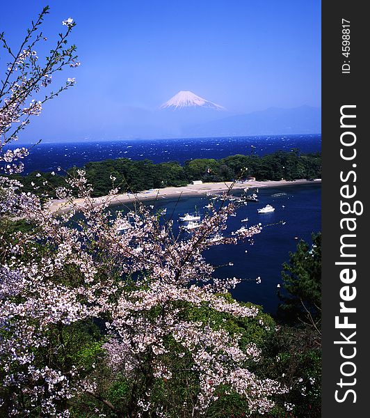 Cherry blossoms with Mount Fuji. Cherry blossoms with Mount Fuji