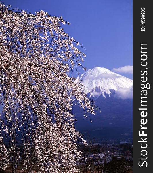 Beautiful weeping cherry blossoms with snow-capped Mount Fuji. Beautiful weeping cherry blossoms with snow-capped Mount Fuji