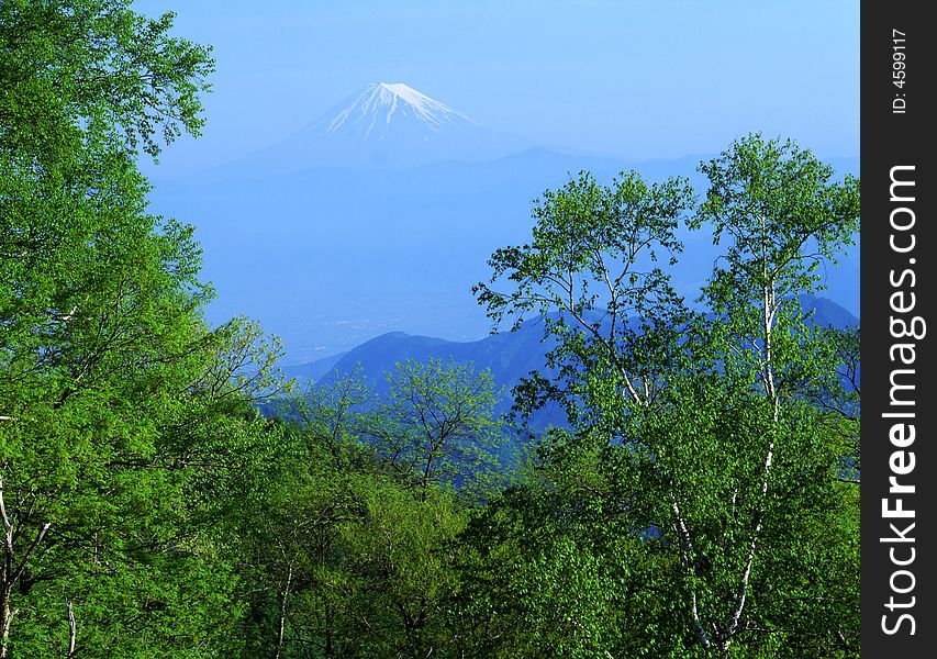 An early summertime view of Mount Fuji with a lush deciduous forest in the foreground. An early summertime view of Mount Fuji with a lush deciduous forest in the foreground