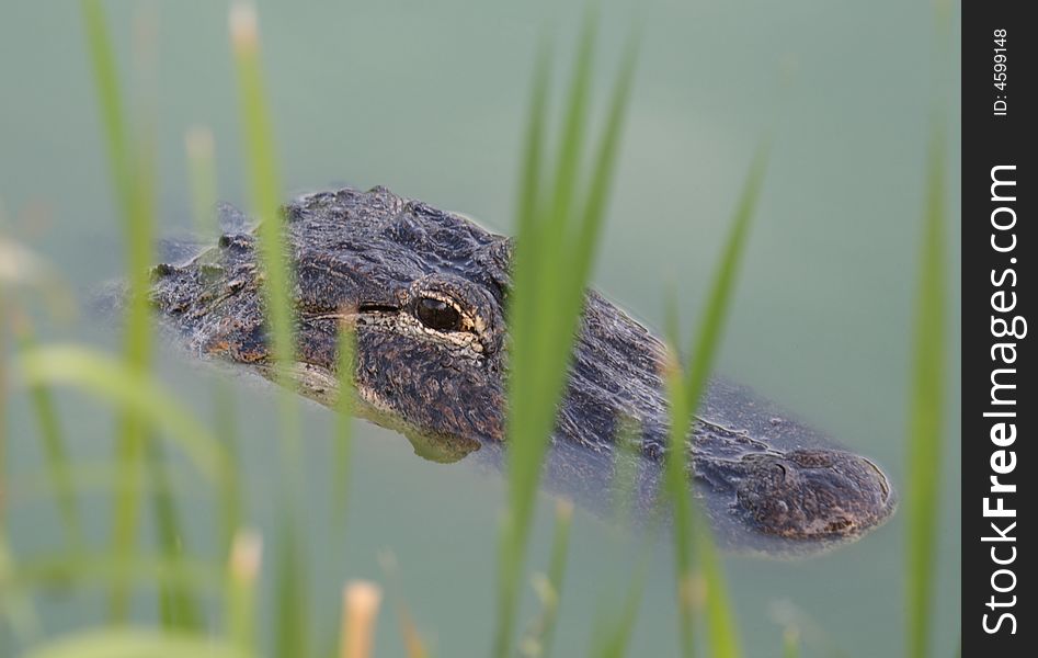 Alligator keeping an eye out on the nature surroundings. Alligator keeping an eye out on the nature surroundings