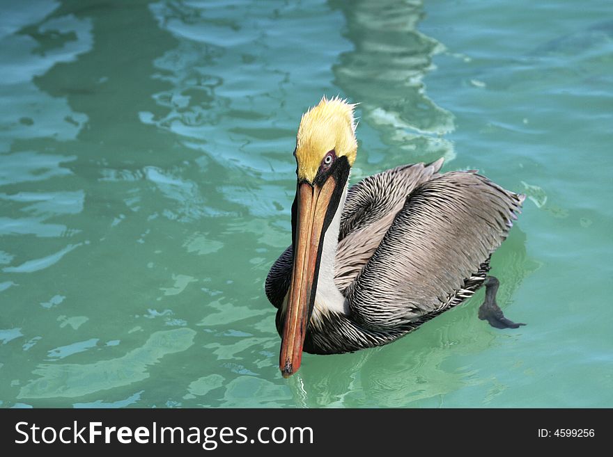 Pelican lounging in the water. Pelican lounging in the water