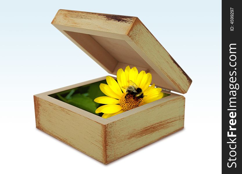 Bee onto yellow flower, hidden in wooden box. Bee onto yellow flower, hidden in wooden box