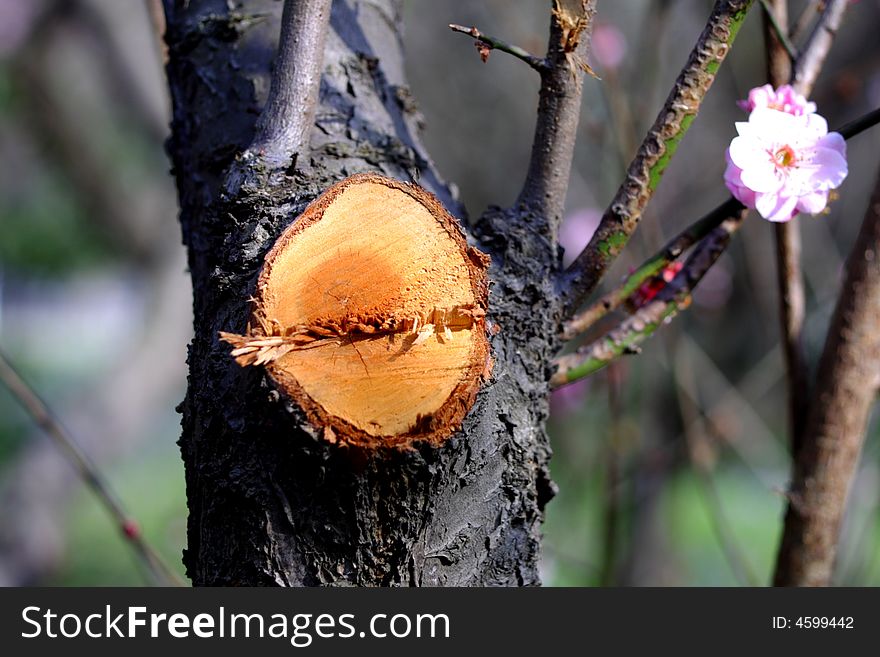 The Lumbered Plum Tree
