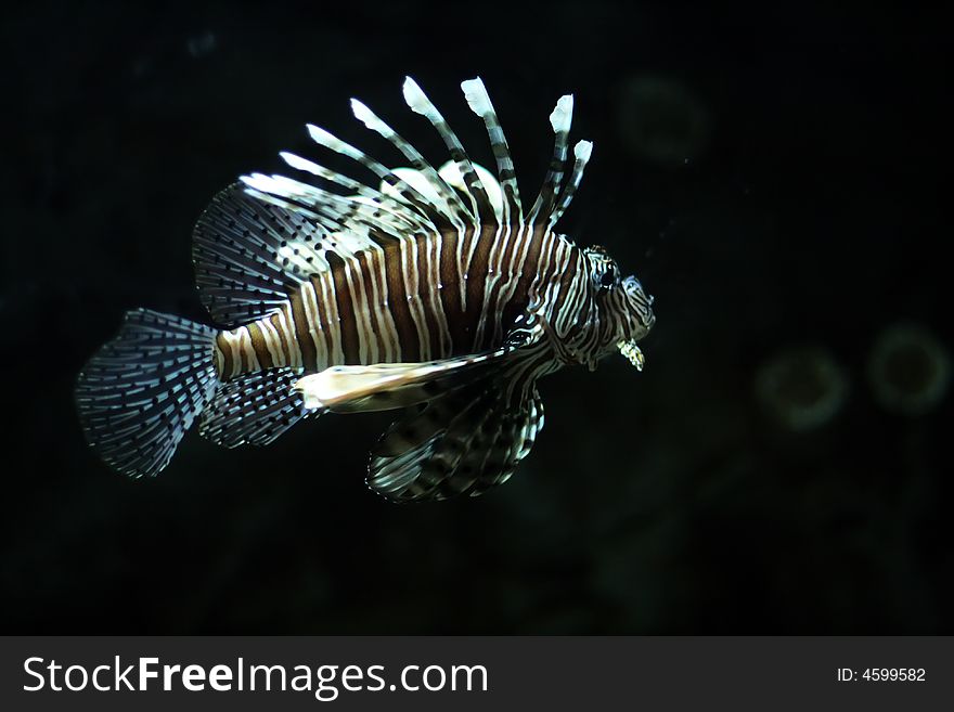 black and white tropical fish