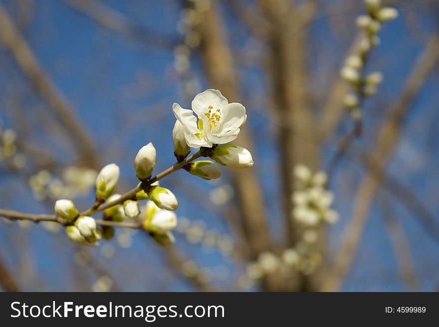 Spring is coming! Flower is bloom