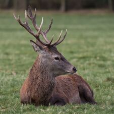 Royal Red Deer Stag Stock Photo