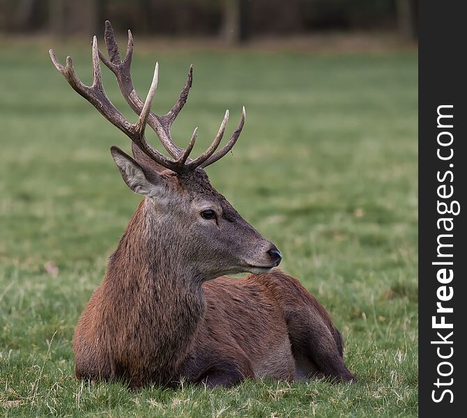 Royal red deer stag relaxing in square format. Close up of head, detailed antlers 12 point