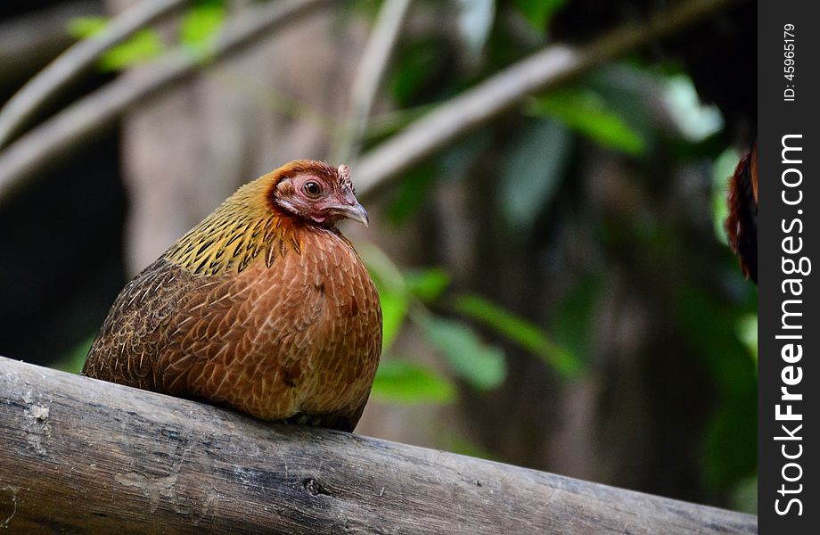 Hen watching the dissenters