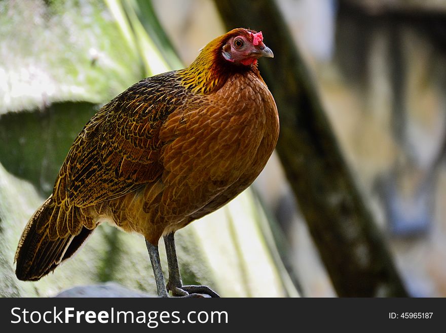 Hens breeds thailand