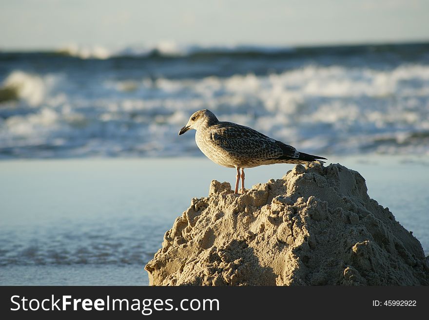 A seagull with sea in background