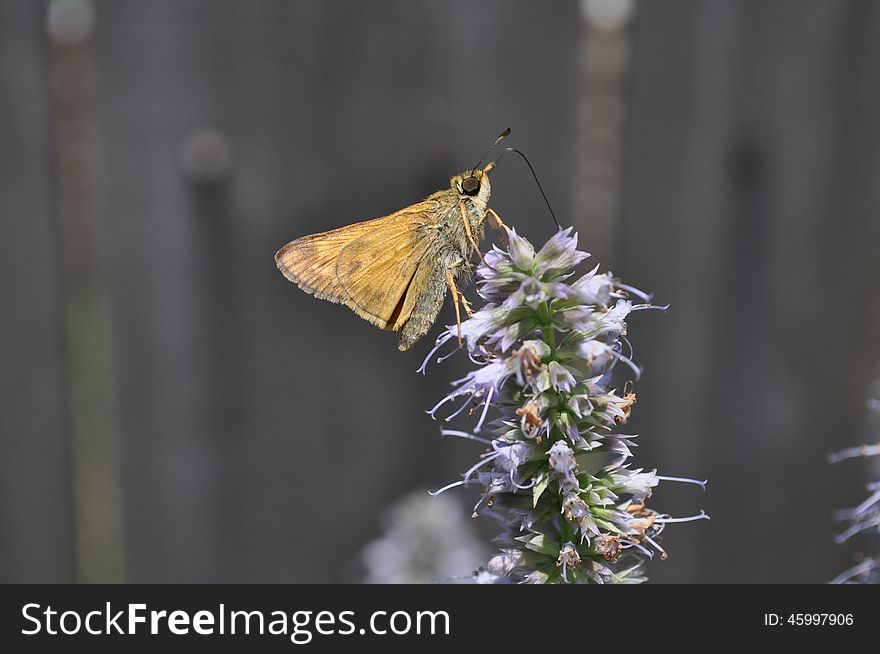 A female Sachem butterfly (Atalopedes campestris) perched and feeding atop a Hyssop flower.