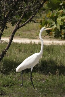 White Egret Stock Photos White Egret Stock Photos