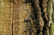 Free Bark Stock Image - 468951