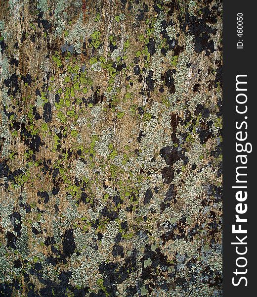 Abstract pattern of moss and lichen on rock