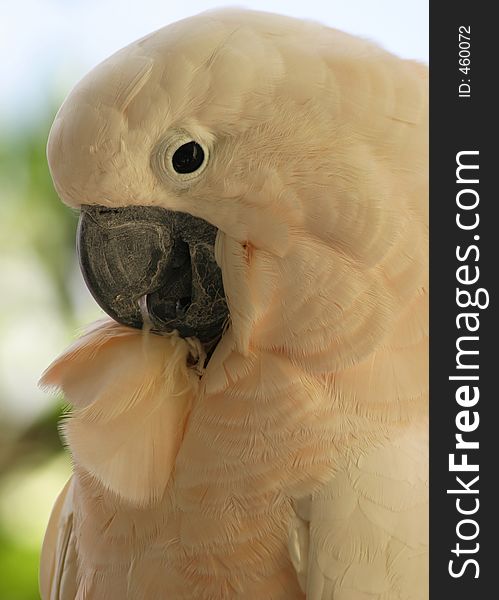 A profile portrait of a cockatoo