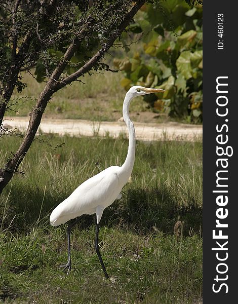 Environmental portrait of a white egret