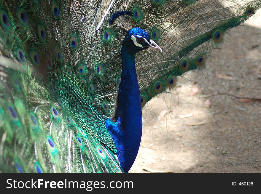 A closeup shot of a male peacock. A closeup shot of a male peacock.