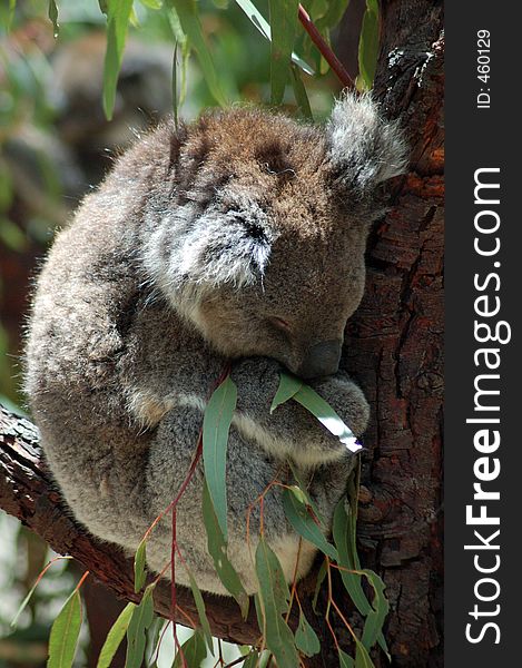 Sleeping Koala