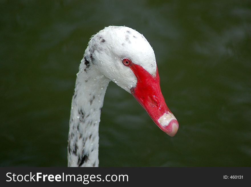A unusually coloured black swan - it is the same patern as a dalmation dog. A unusually coloured black swan - it is the same patern as a dalmation dog.