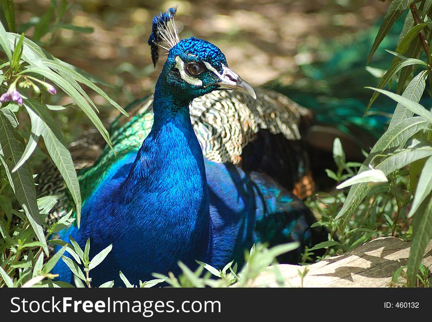 A peacock hidden amongst some plants. A peacock hidden amongst some plants.