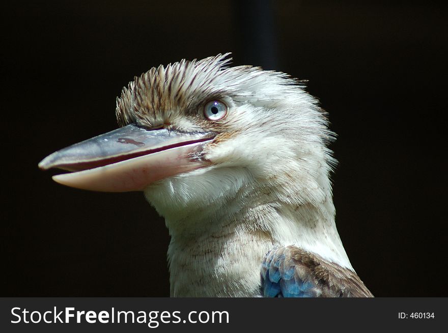 Kookaburra Closeup
