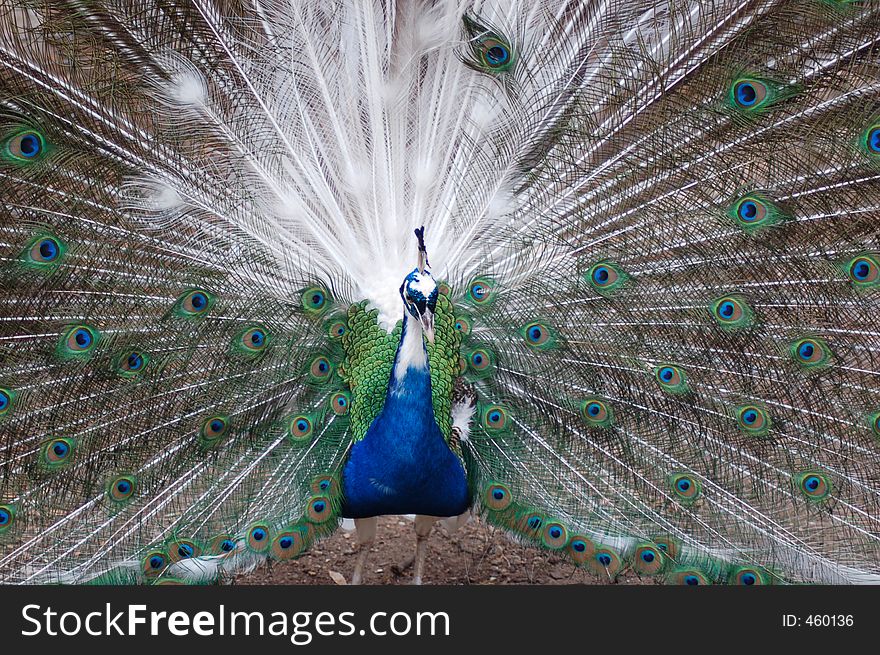 A peacock displaying his plumage. A peacock displaying his plumage.