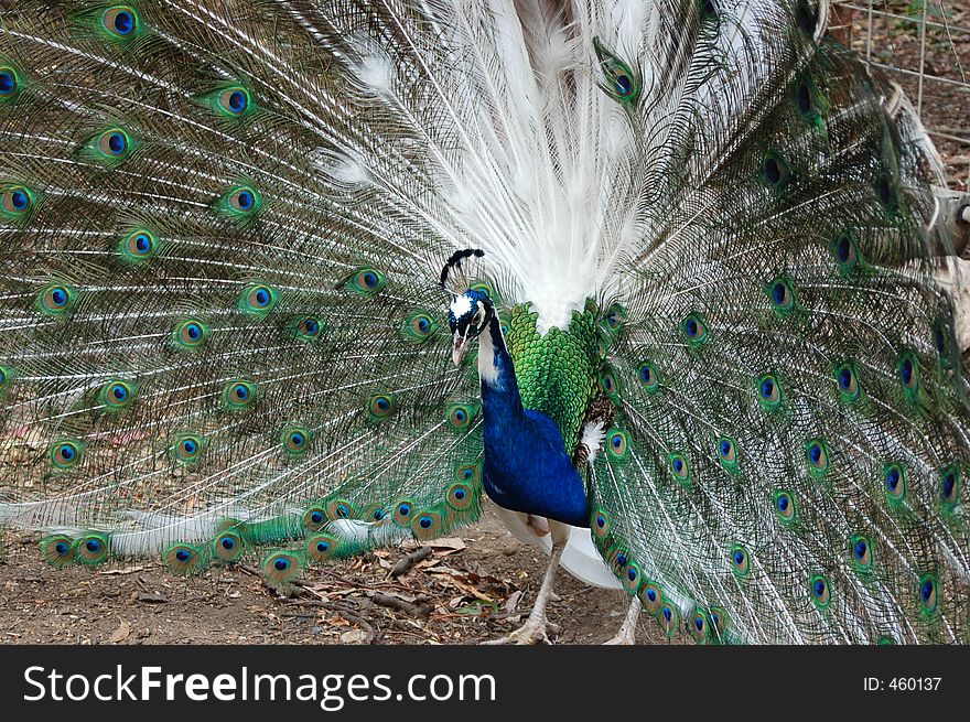 A male peacock displaying his plumage. A male peacock displaying his plumage.