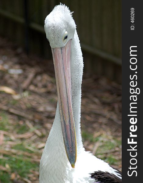 An Australian pelican scratching itself.