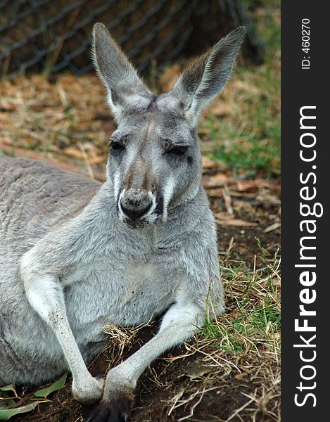 A greay kangaroo lazing about. A greay kangaroo lazing about.