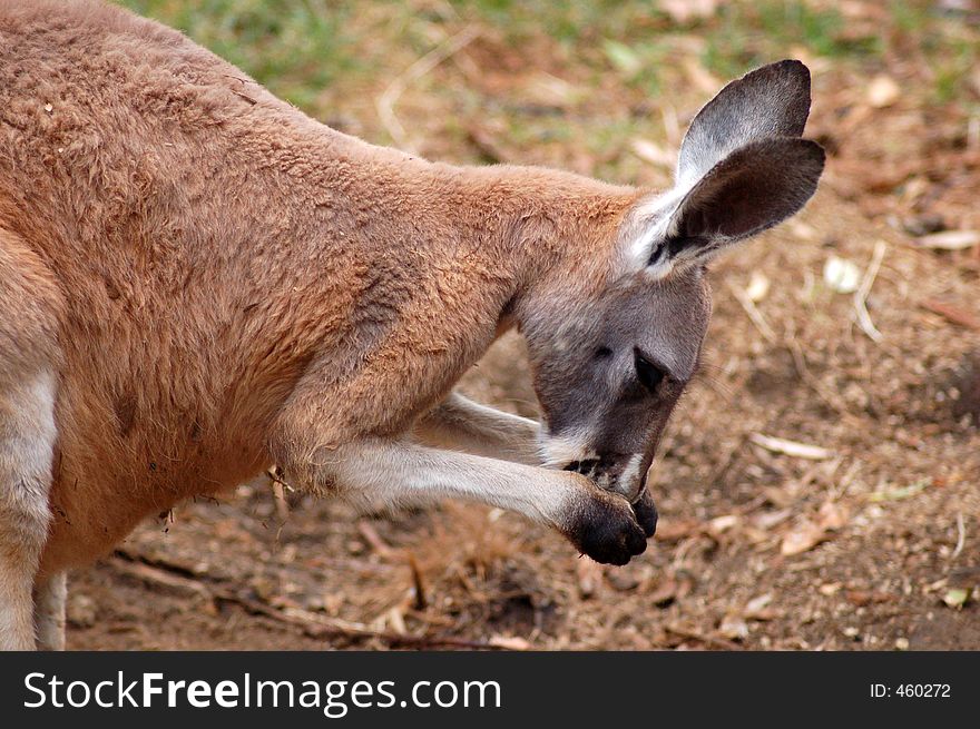 A young kangaroo preening itself. A young kangaroo preening itself.