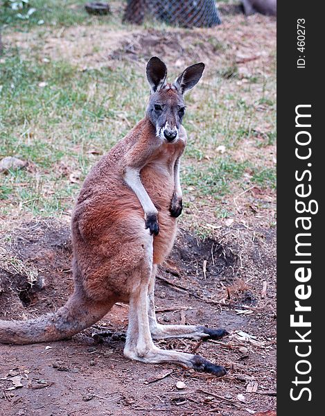 A young red kangaroo at attention. A young red kangaroo at attention.