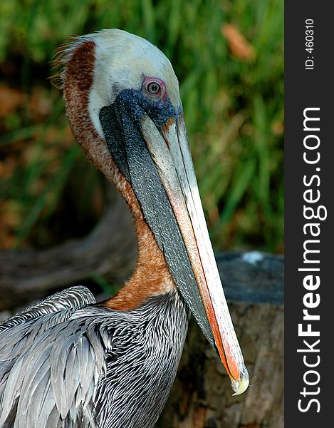 Beautiful pelican