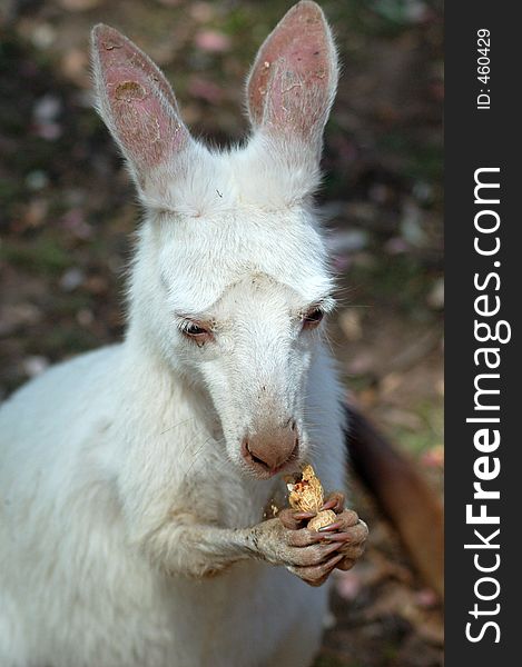 An albino joey eating a peanut.