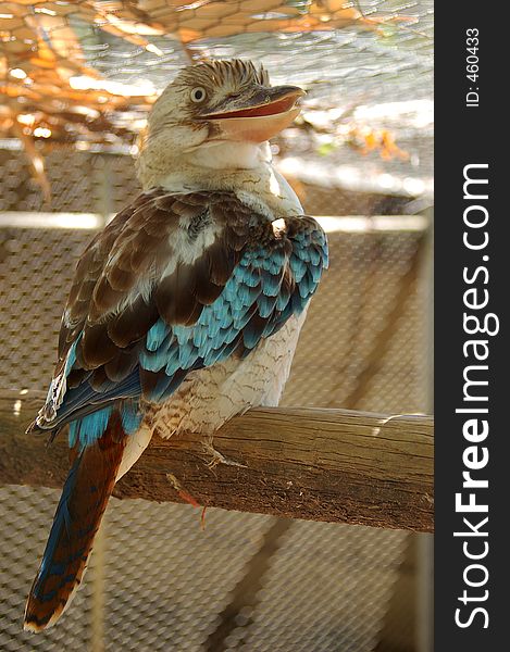 A kookaburra sitting on a perch. A kookaburra sitting on a perch.