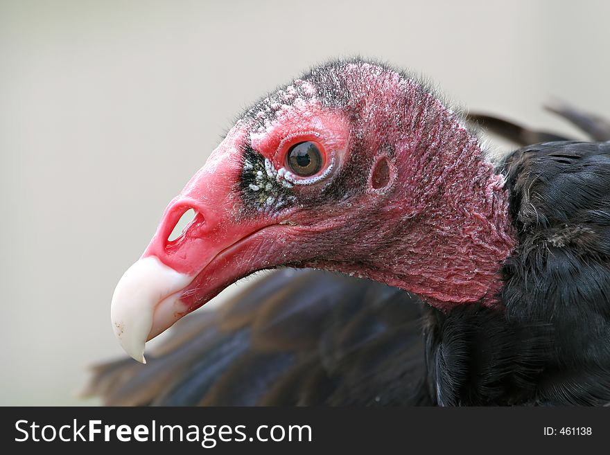 Turkey buzzard portrait