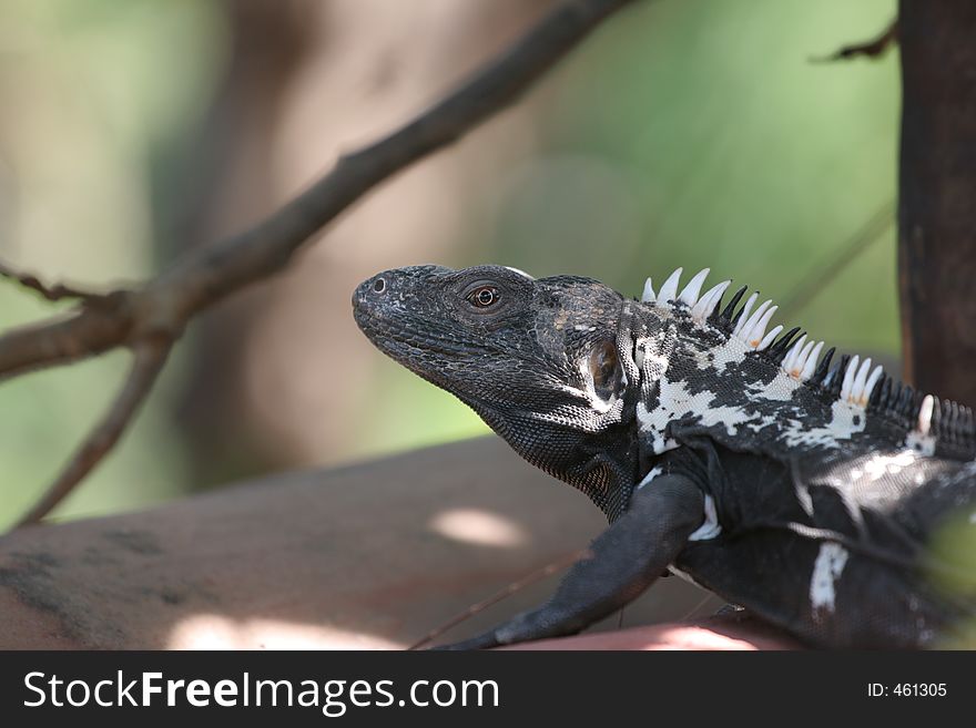 Big and black iguana