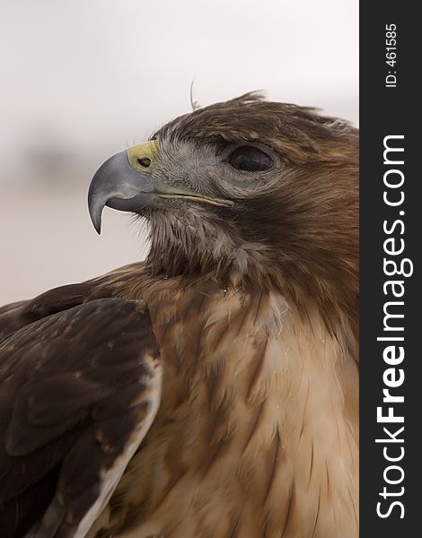 Profile portrait of a red tailed hawk. Profile portrait of a red tailed hawk