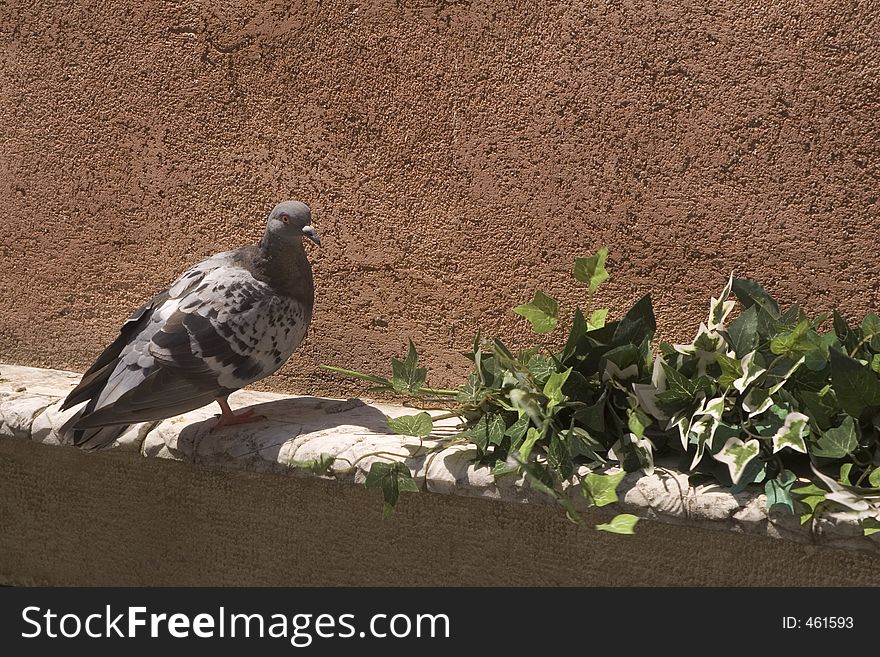 Pigeon on a stone ledge near an ivy plant. Pigeon on a stone ledge near an ivy plant