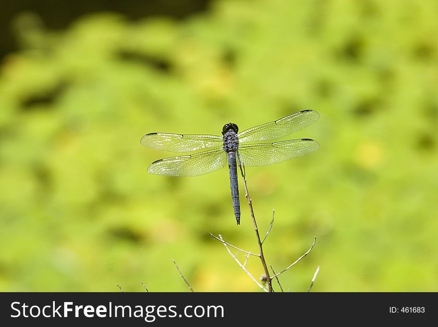 Dragonfly on the grass