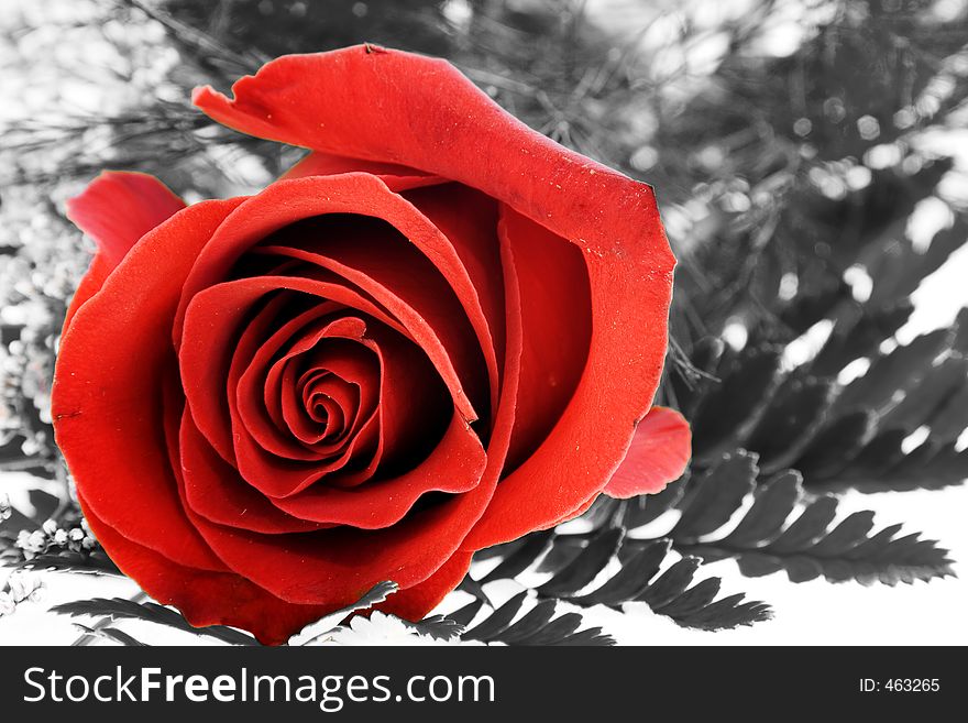 Photo of a Red Rose