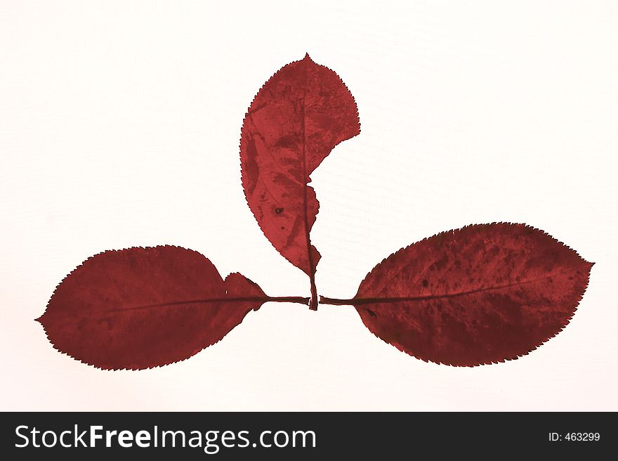 Three sheets from a tree of red color