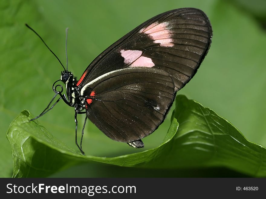 Black butterfly with pink and red markings resting on a leaf with green background